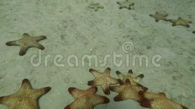 海岸躺在海底水下的景色。 沙质海底的海星。